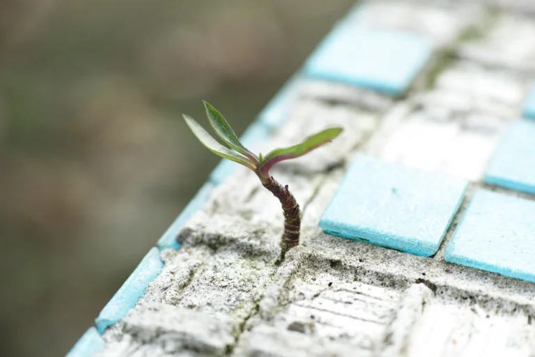 Small green plant growing through cracked tiles